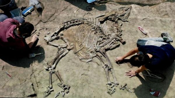 Hallan un nuevo esqueleto de bóvido de hace 3,1 millones de años en Caldes de Malavella Hallan un nuevo esqueleto de bóvido de hace 3,1 millones de años en Caldes de Malavella
