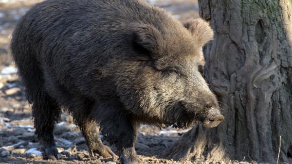La caza del jabalí en la modalidad de aguardo se podrá practicar durante todo el año La caza del jabalí en la modalidad de aguardo se podrá practicar durante todo el año