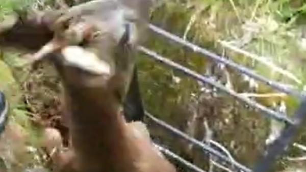 Agentes del Medio Natural rescatan a un corzo que quedó atrapado en una fosa de Ribadesella Agentes del Medio Natural rescatan a un corzo que quedó atrapado en una fosa de Ribadesella