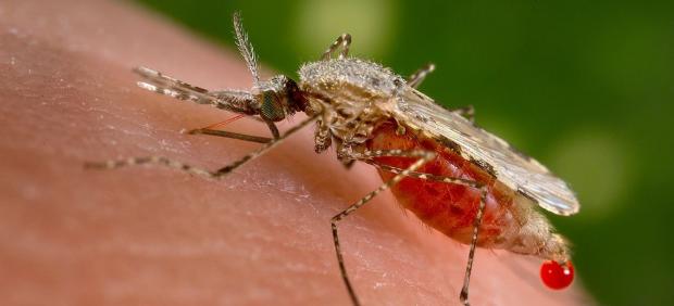 Anopheles