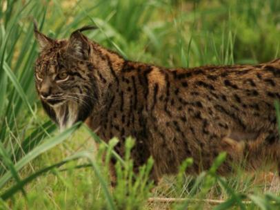 Lince ibérico