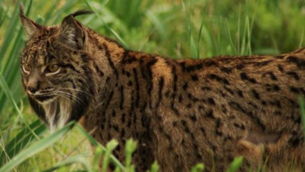 Lince ibérico Lince ibérico
