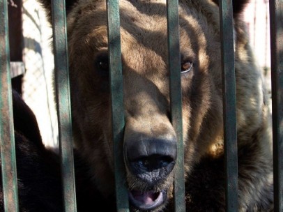 Rocco, oso pardo atrapado en una jaula en Albania