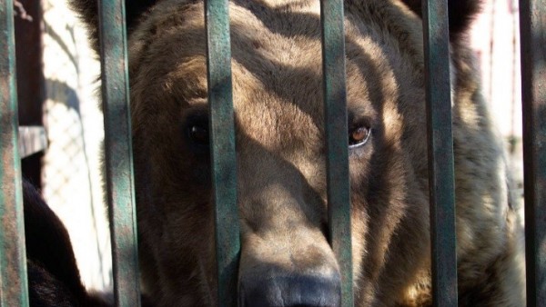 Rocco, oso pardo atrapado en una jaula en Albania Rocco, oso pardo atrapado en una jaula en Albania