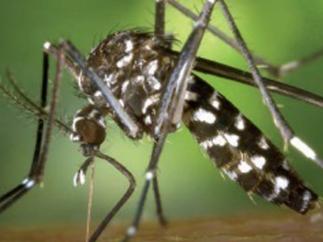 Imagen de un mosquito tigre