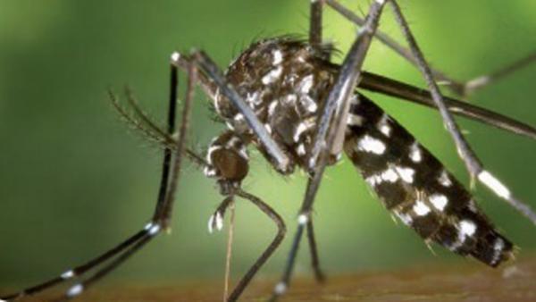 Imagen de un mosquito tigre Imagen de un mosquito tigre