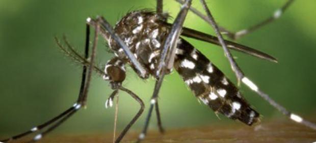 Imagen de un mosquito tigre