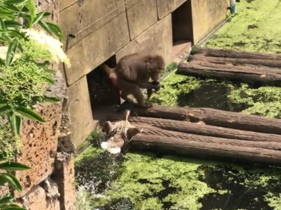 Un mono devora a un grupo de patos