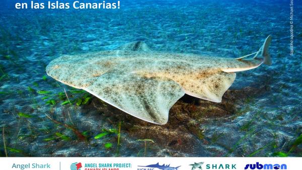 La ULPGC celebra la protección del tiburón ángel en Canarias La ULPGC celebra la protección del tiburón ángel en Canarias
