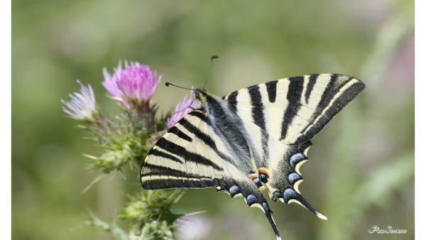 Jaén.- Una guía-atlas recoge las 104 especies de mariposas que habitan Sierra Mágina Jaén.- Una guía-atlas recoge las 104 especies de mariposas que habitan Sierra Mágina