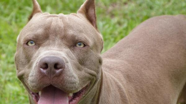 Pitbull Pitbull