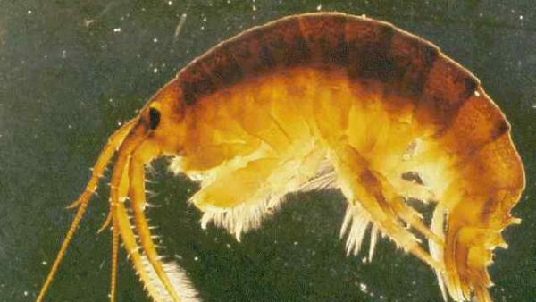 'Gamba asesina' 'Gamba asesina'