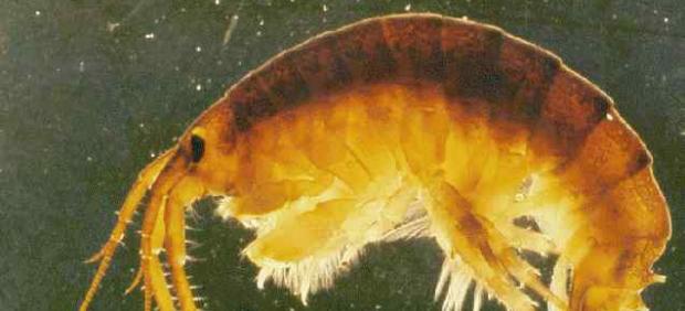 'Gamba asesina'