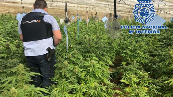Almería.- Sucesos.- Un detenido tras desmantelar dos invernaderos en El Ejido con 650 plantas de marihuana Almería.- Sucesos.- Un detenido tras desmantelar dos invernaderos en El Ejido con 650 plantas de marihuana