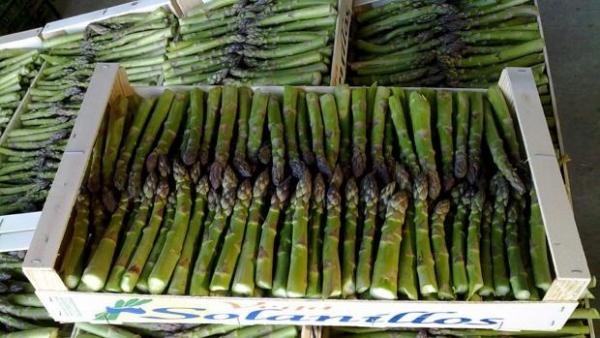 El espárrago comienza a dejar de ser rentable en Guadalajara por saturación del mercado El espárrago comienza a dejar de ser rentable en Guadalajara por saturación del mercado