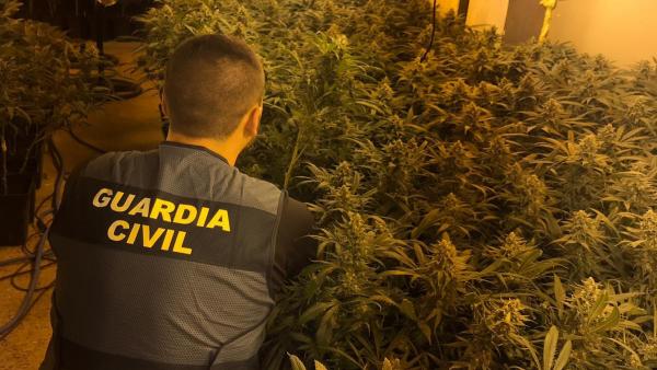 Sucesos.- La Guardia Civil se incauta de más de 1.000 plantas de marihuana y detiene a una persona en Pioz (Guadalajara) Sucesos.- La Guardia Civil se incauta de más de 1.000 plantas de marihuana y detiene a una persona en Pioz (Guadalajara)