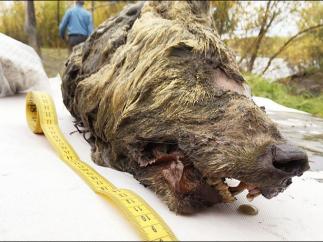 Cabeza de lobo del Pleistoceno