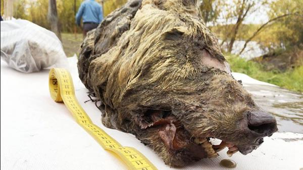 Cabeza de lobo del Pleistoceno Cabeza de lobo del Pleistoceno