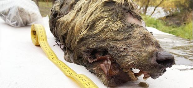 Cabeza de lobo del Pleistoceno