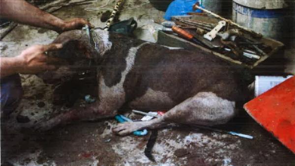 La Policía Local de Ferrol denuncia al dueño de cuatro pitbull por el estado de abandono al que los tenía sometidos La Policía Local de Ferrol denuncia al dueño de cuatro pitbull por el estado de abandono al que los tenía sometidos