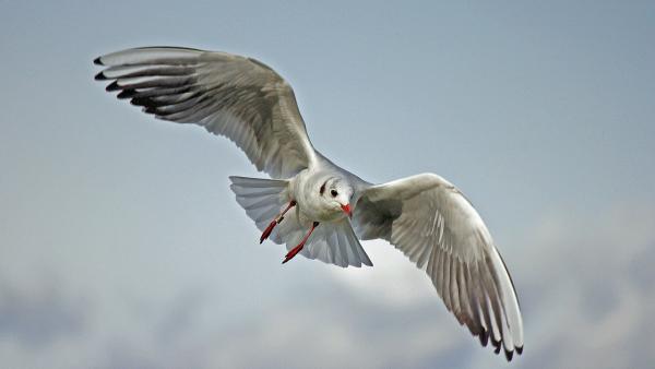 Gaviota Gaviota