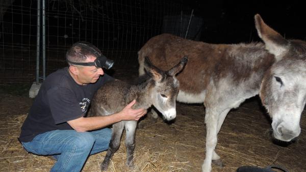 Localizadas dos de las tres crías de burro robadas el pasado domingo en Hinojos (Huelva) Localizadas dos de las tres crías de burro robadas el pasado domingo en Hinojos (Huelva)