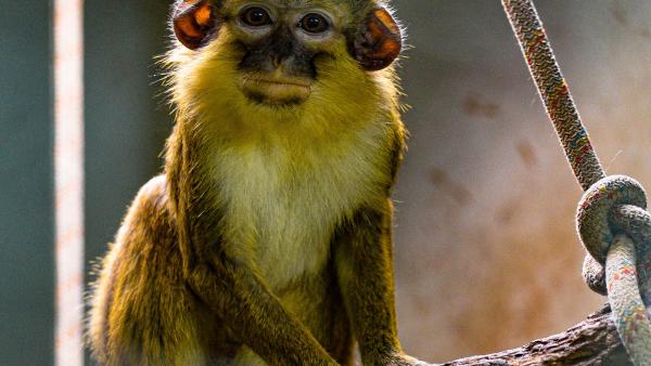 Bioparc acull un grup del simi més xicotet d'Àfrica, víctima del tràfic il·legal de mascotes Bioparc acull un grup del simi més xicotet d'Àfrica, víctima del tràfic il·legal de mascotes
