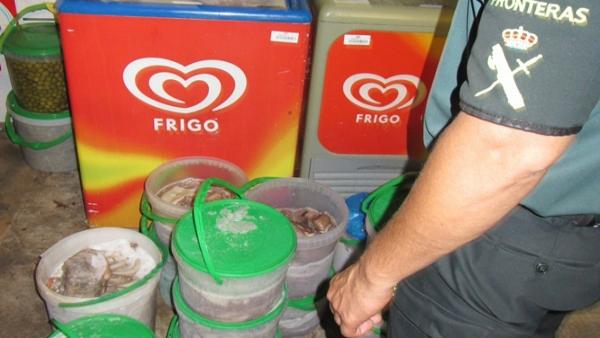 Castellón.- Sucesos.- Incautados 97 kilos de pulpo extraído de forma ilegal que se iba a comercializar en Borriana Castellón.- Sucesos.- Incautados 97 kilos de pulpo extraído de forma ilegal que se iba a comercializar en Borriana