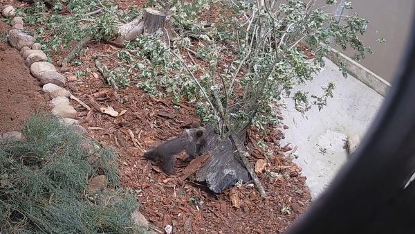 En 'muy buen estado' la osezna ingresada en el Centro de Recuperación de la Fauna Silvestre de Cantabria En 'muy buen estado' la osezna ingresada en el Centro de Recuperación de la Fauna Silvestre de Cantabria