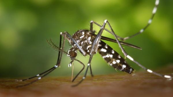 Marratxí inicia su campaña de control de mosquito tigre Marratxí inicia su campaña de control de mosquito tigre