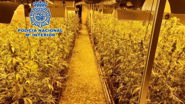 LA POLICÍA NACIONAL DETIENE A SIETE PERSONAS Y DESMANTELA UNA PLANTACIÓN DE MARIHUANA DE MÁS DE 4000 PLANTAS LA POLICÍA NACIONAL DETIENE A SIETE PERSONAS Y DESMANTELA UNA PLANTACIÓN DE MARIHUANA DE MÁS DE 4000 PLANTAS