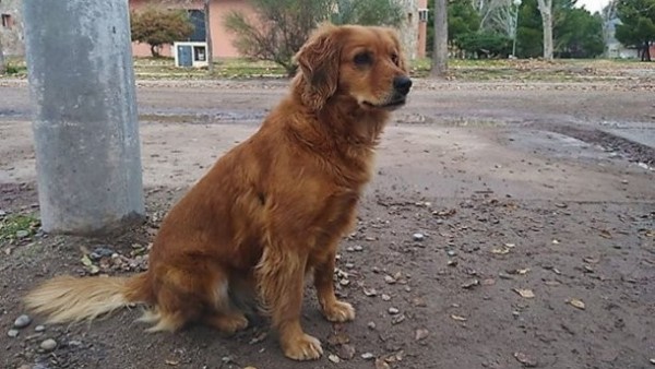La perrita Sheila La perrita Sheila