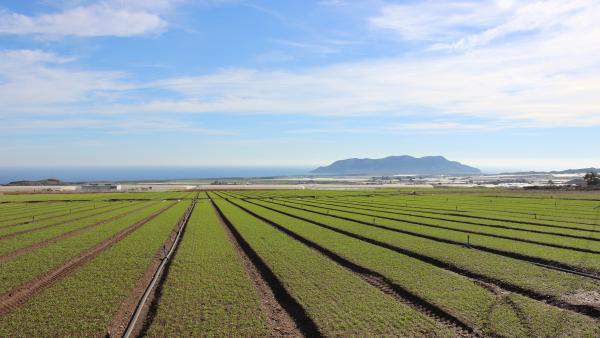 CAMPO AGRICULTURA CAMPO AGRICULTURA