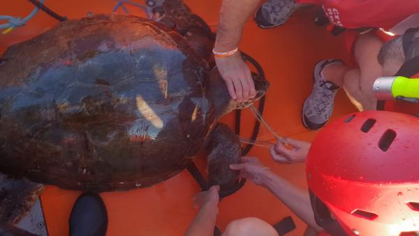 Cruz Roja rescata a una tortuga marina herida al quedar enganchada a un arte de pesca Cruz Roja rescata a una tortuga marina herida al quedar enganchada a un arte de pesca