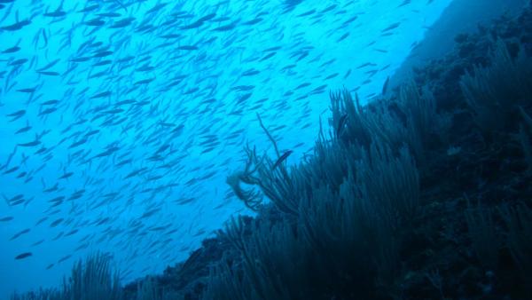 VÍDEO: El calentamiento de los mares podría reducir un 17% la biomasa de especies a nivel global VÍDEO: El calentamiento de los mares podría reducir un 17% la biomasa de especies a nivel global