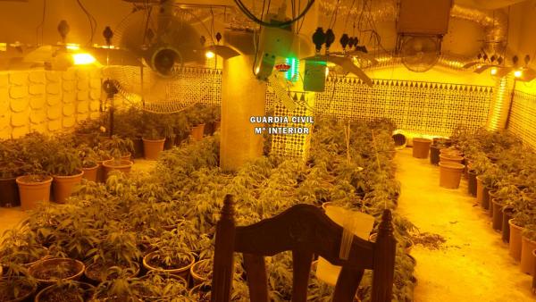 Plantación de marihuana Plantación de marihuana
