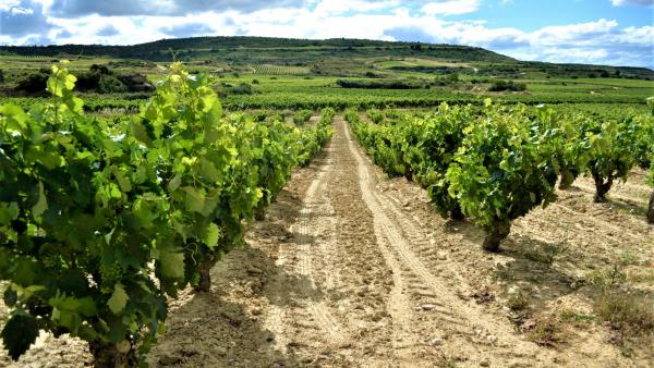 Los ingresos por enoturismo crecerán un 25% en Rioja en los próximos cinco años, según Turismodevino.Com Los ingresos por enoturismo crecerán un 25% en Rioja en los próximos cinco años, según Turismodevino.Com