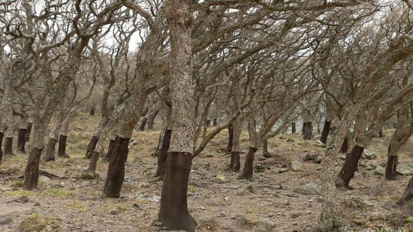 Cádiz.- Ecologistas solicitará a Europa una mesa específica por la seca del alcornocal en el Parque de Los Alcornocales Cádiz.- Ecologistas solicitará a Europa una mesa específica por la seca del alcornocal en el Parque de Los Alcornocales