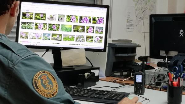 Intervenidos en Gondomar (Pontevedra) unos 200 ejemplares de plantas exóticas, a la venta en Internet Intervenidos en Gondomar (Pontevedra) unos 200 ejemplares de plantas exóticas, a la venta en Internet