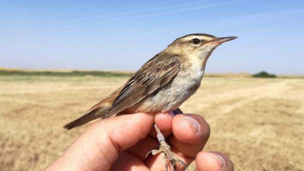 Detectado en Boada de Campos (Palencia) un carricerín común que había sido anillado 6 días antes en Bélgica Detectado en Boada de Campos (Palencia) un carricerín común que había sido anillado 6 días antes en Bélgica