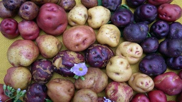 Papas antiguas de Canarias Papas antiguas de Canarias