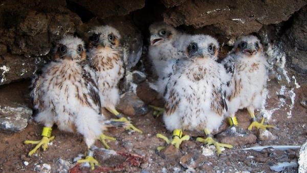 Refuerzan la vigilancia en los nidos de halcón tagorote en Tenerife Refuerzan la vigilancia en los nidos de halcón tagorote en Tenerife