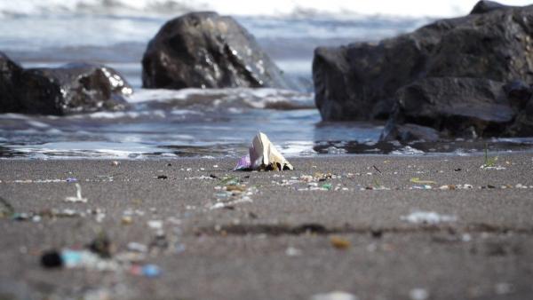 Casi el 60% de las playas canarias, afectadas por el plástico, según un estudio de Loro Parque Fundación Casi el 60% de las playas canarias, afectadas por el plástico, según un estudio de Loro Parque Fundación