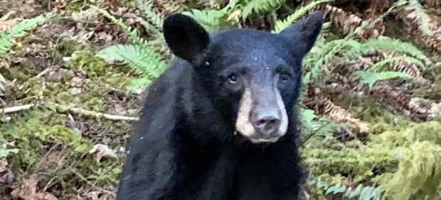 Oso negro sacrificado