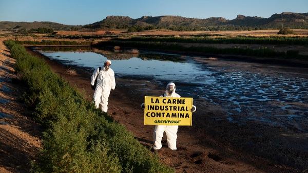 Greenpeace denuncia en una granja porcina industrial de Albacete la contaminación ambiental por excrementos de cerdos Greenpeace denuncia en una granja porcina industrial de Albacete la contaminación ambiental por excrementos de cerdos