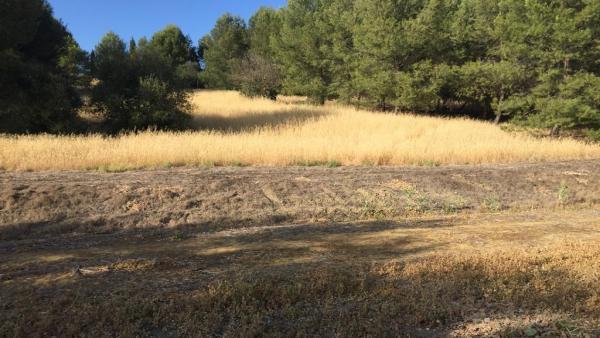Sevilla.- IU de Santiponce avisa del riesgo de incendio en Itálica por 'abandono' y 'falta de personal' Sevilla.- IU de Santiponce avisa del riesgo de incendio en Itálica por 'abandono' y 'falta de personal'