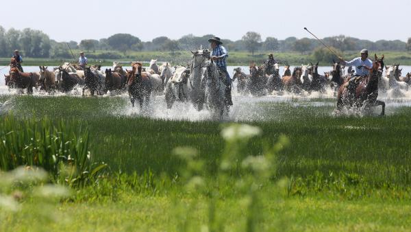La III edición de Doñana Natural Life inicia sus actividades recreando la Saca de las Yeguas La III edición de Doñana Natural Life inicia sus actividades recreando la Saca de las Yeguas