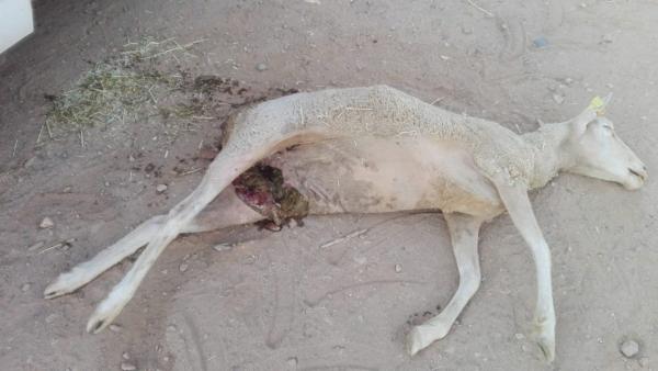 Un nuevo ataque de buitres acaba con la vida de una oveja en Cespedosa de Tormes (Salamanca) Un nuevo ataque de buitres acaba con la vida de una oveja en Cespedosa de Tormes (Salamanca)