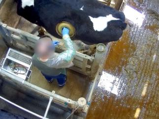 Vacas Francia