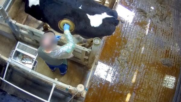 Vacas Francia Vacas Francia